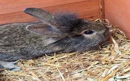 Lionhead rabbits for sale: 5 lionhead x - Image 6