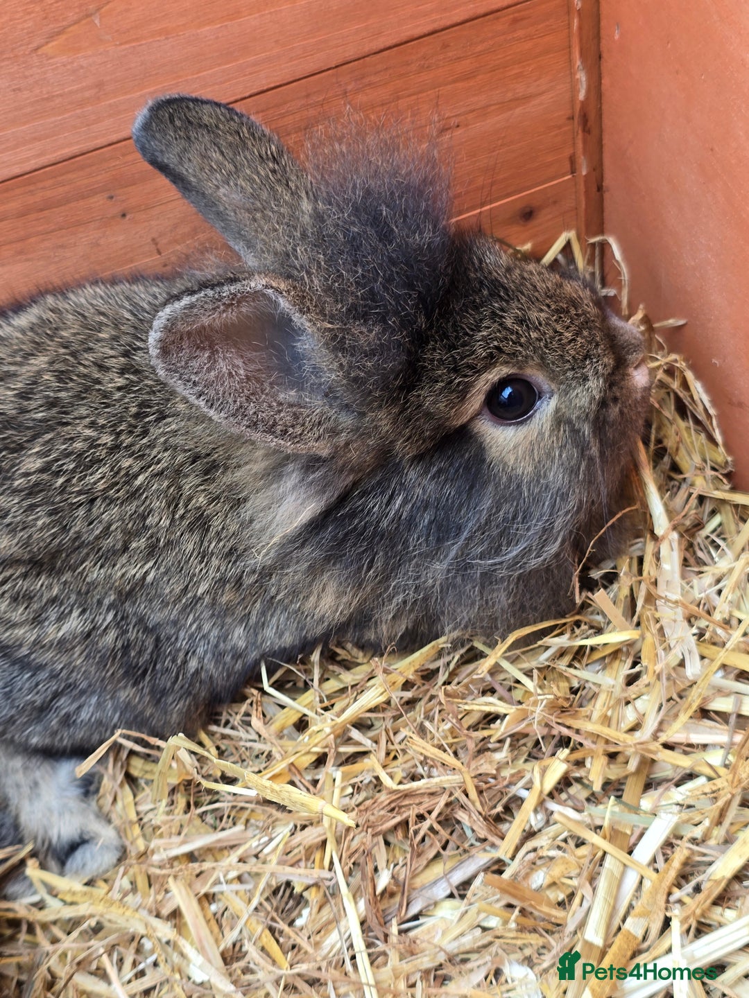 Lionhead rabbits for sale: 5 lionhead x - Image 6
