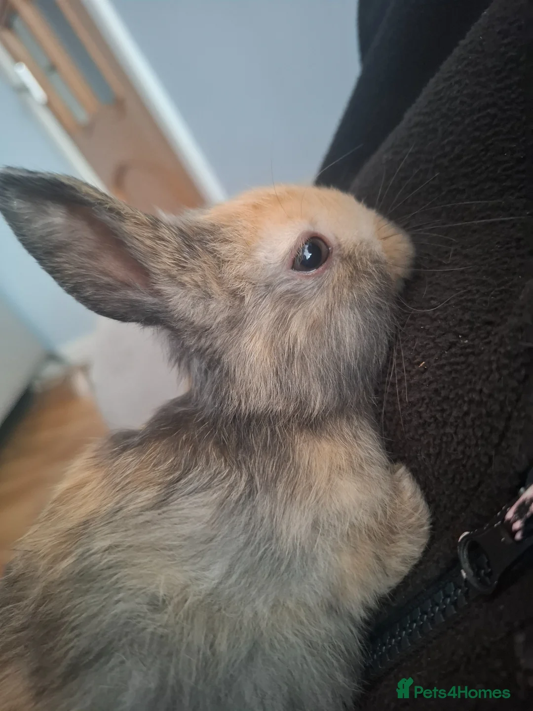 Mixed Breed rabbits for sale: Brown/black rabbits in Boston - Advert 12