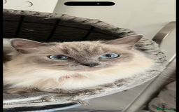 Ragdoll cats for sale: Angel looking for her forever home! - Image 1