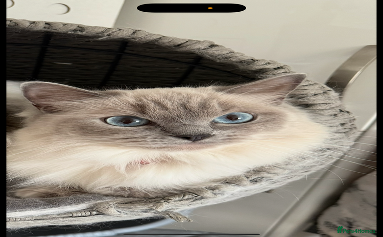 Ragdoll cats - Advert 6