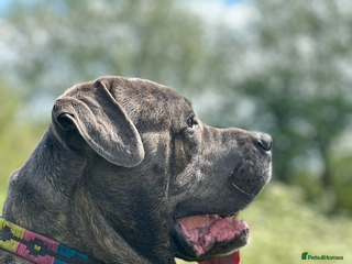 Cane Corso dogs Proven Cane Corso for stud in Leicester - Advert 2