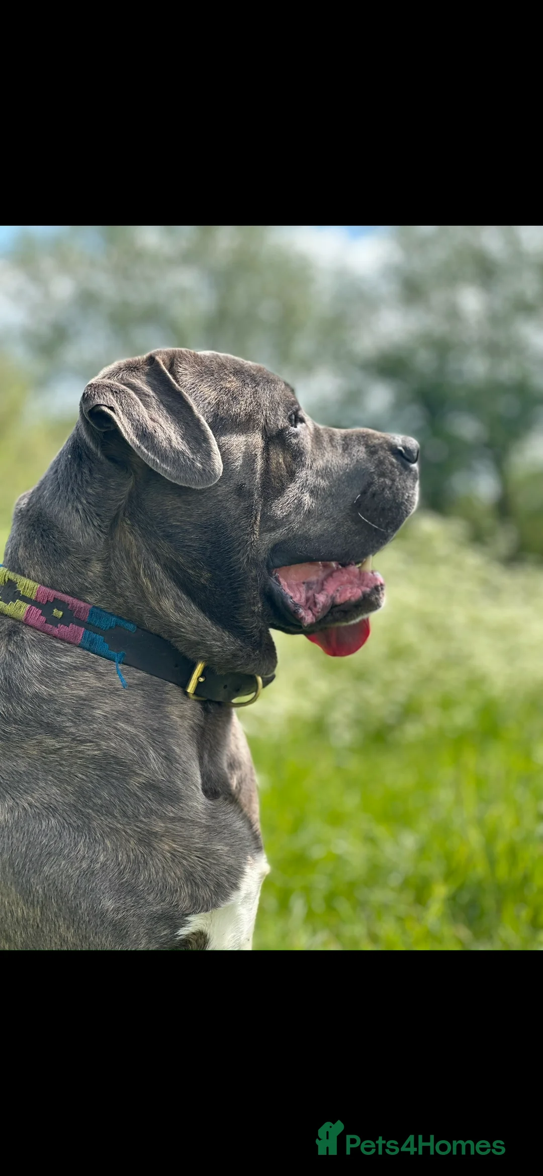 Cane Corso dogs for stud: Proven Cane Corso for stud in Leicester - Advert 1