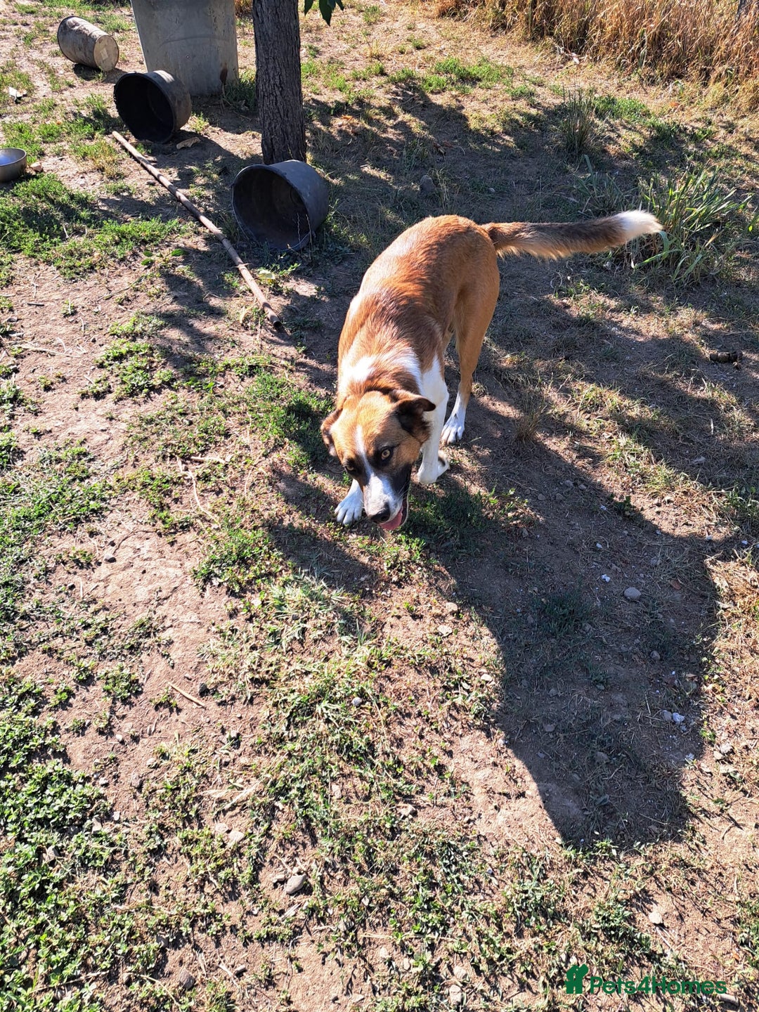 Mixed Breed dogs for adoption: BENNY - a faithful dog for a Loving Home - Image 33