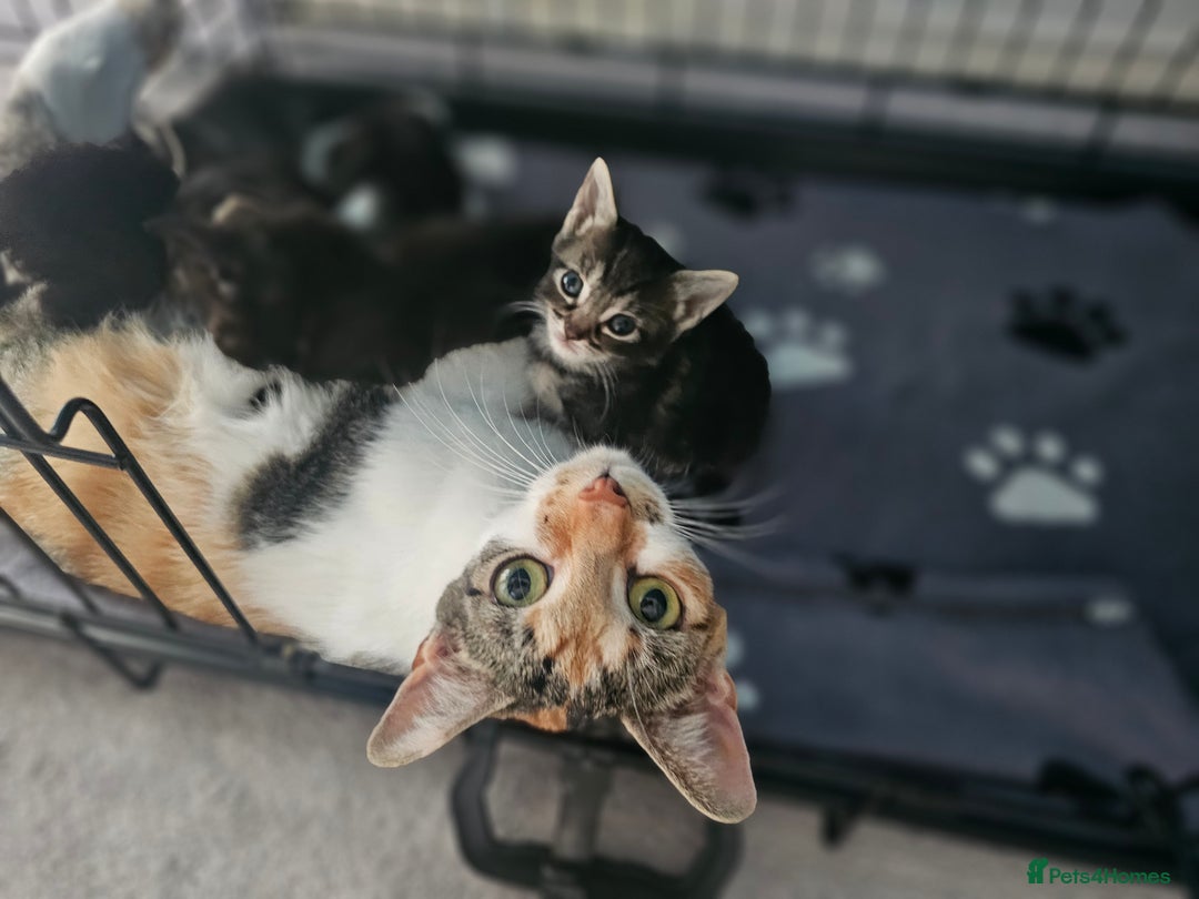 Persian cats for sale: PersianXTortoiseshell Crossbreed Kittens - Image 29