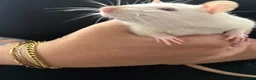 Rat rodents for sale: Beautiful Dumbo rats 3 girls and 6 boys available  - Advert 11