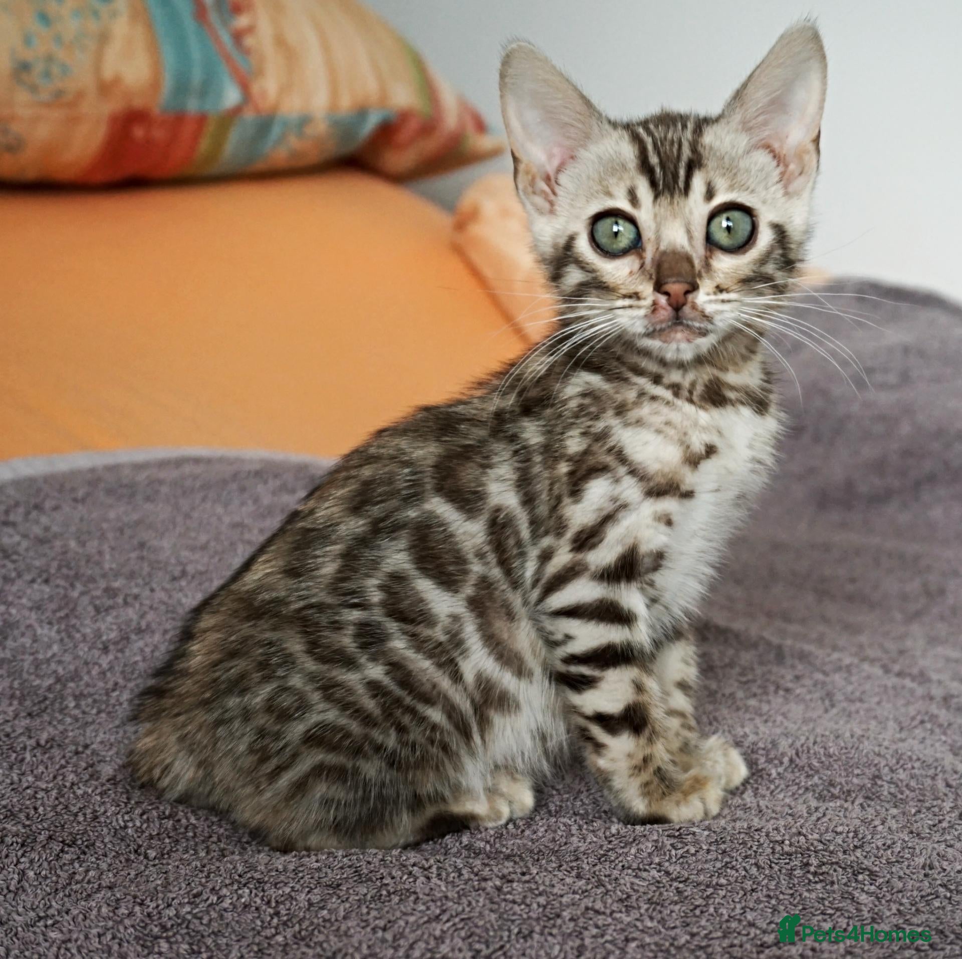 Bengal cats Gorgeous Brown Rosette Bengal Kitten - Advert 7