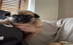 Chug dogs for sale: Chihuahua/chug puppies - Image 6