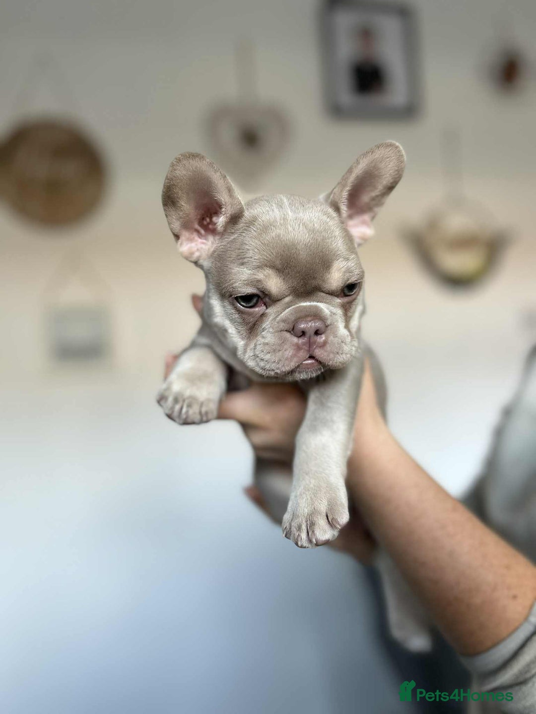 French Bulldog dogs for sale: Frenchbulldog puppies for sale - Image 6