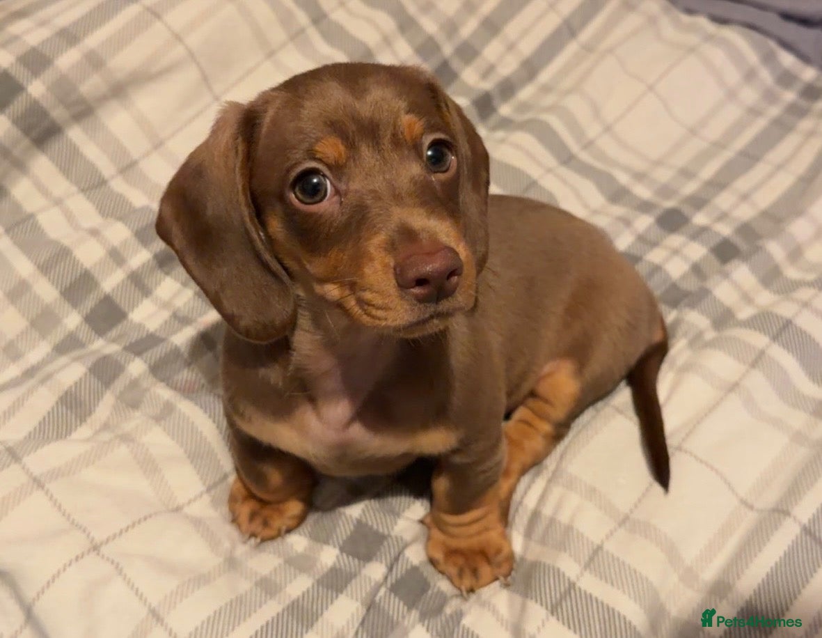 Miniature Dachshund dogs Gorgeous Light Chocolate Miniature Dachshund  - Advert 1