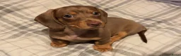 Miniature Dachshund dogs for sale: Gorgeous Light Chocolate Miniature Dachshund  - Advert 1