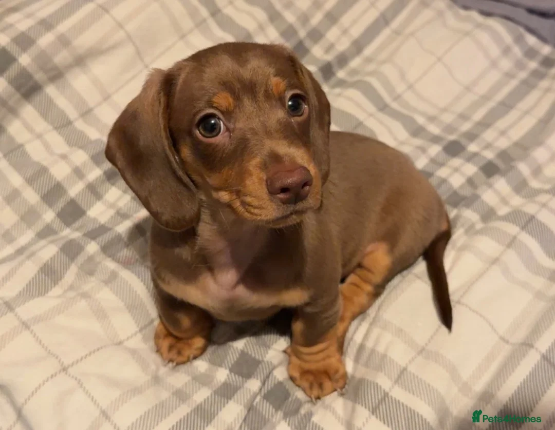 Miniature Dachshund dogs for sale: Gorgeous Light Chocolate Miniature Dachshund  - Advert 1