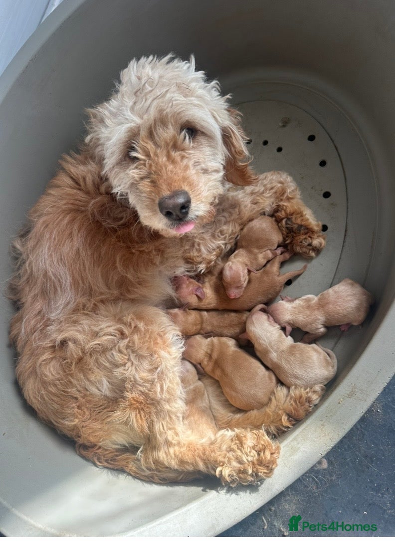 Cockapoo dogs F1b cream and red cockapoos miniature dad - Advert 4