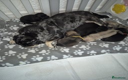Pug dogs for sale: Pug puppies 🐶  - Image 21