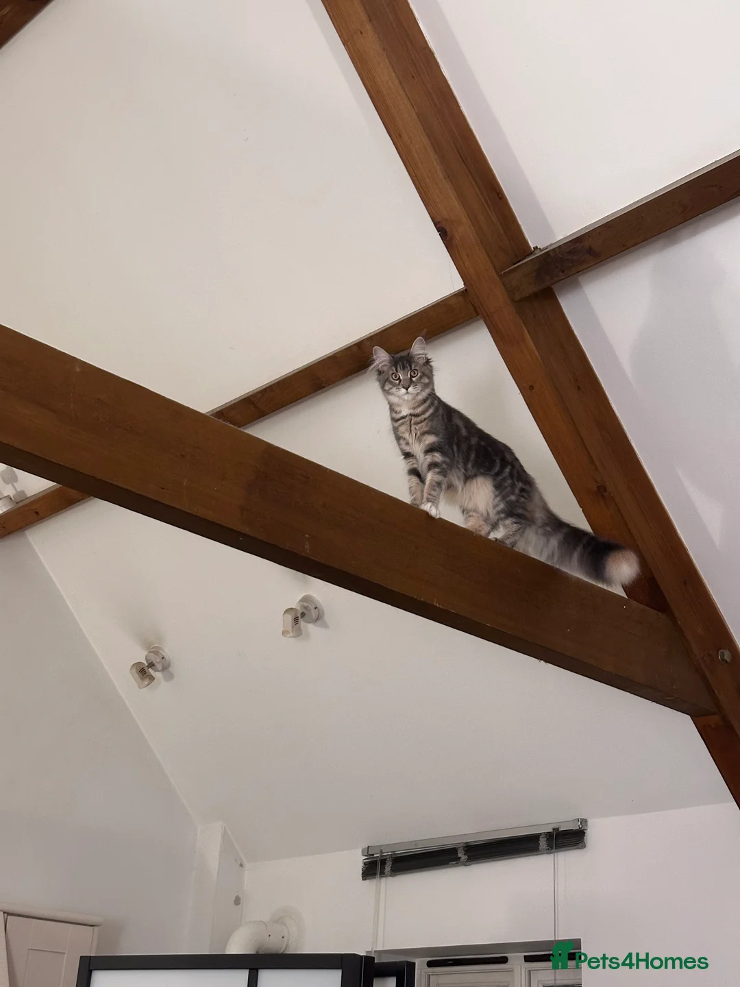 Maine Coon cats for sale: Maine Coon Kitten in Chippenham - Advert 4