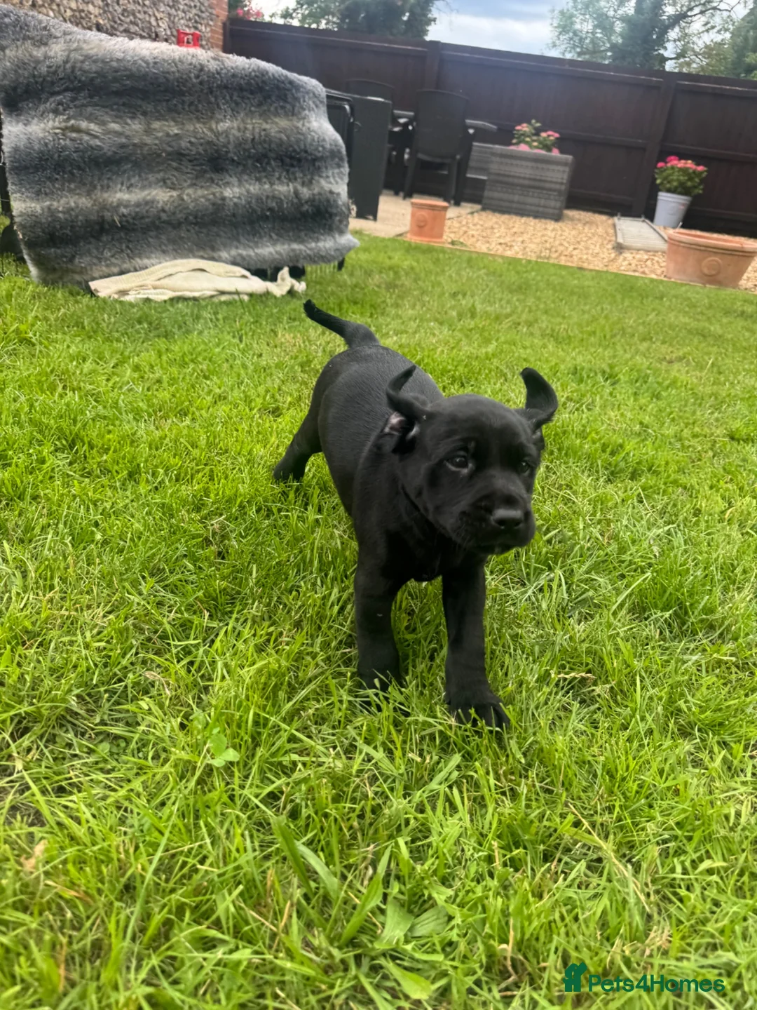 Springador dogs for sale: Springadore puppies for sale  in Thetford - Advert 26