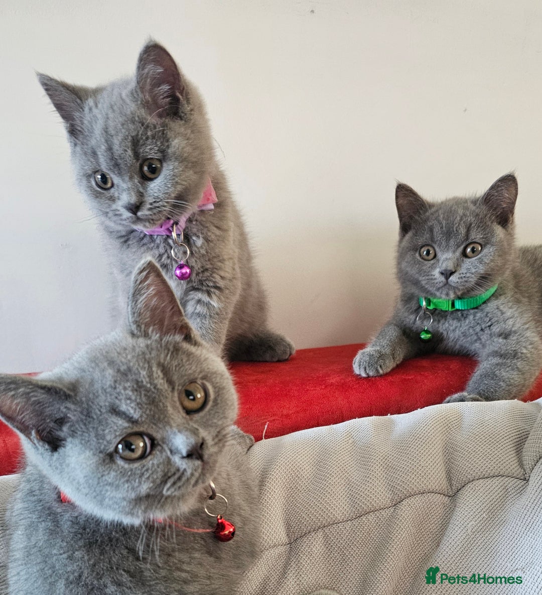 British Shorthair cats for sale: Beautiful Pedigree British Blue Kittens  🐾 - Advert 38