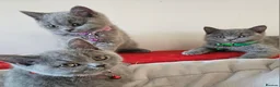 British Shorthair cats for sale: Beautiful Pedigree British Blue 1 Male Kitten🐾 - Advert 32