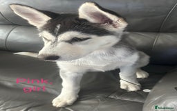 Siberian Husky dogs for sale: Husky pups 1 beautiful girl & 1 handsome boy left. - Image 9