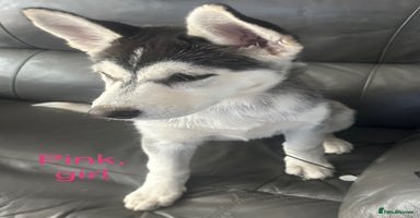 Siberian Husky dogs - Advert 13