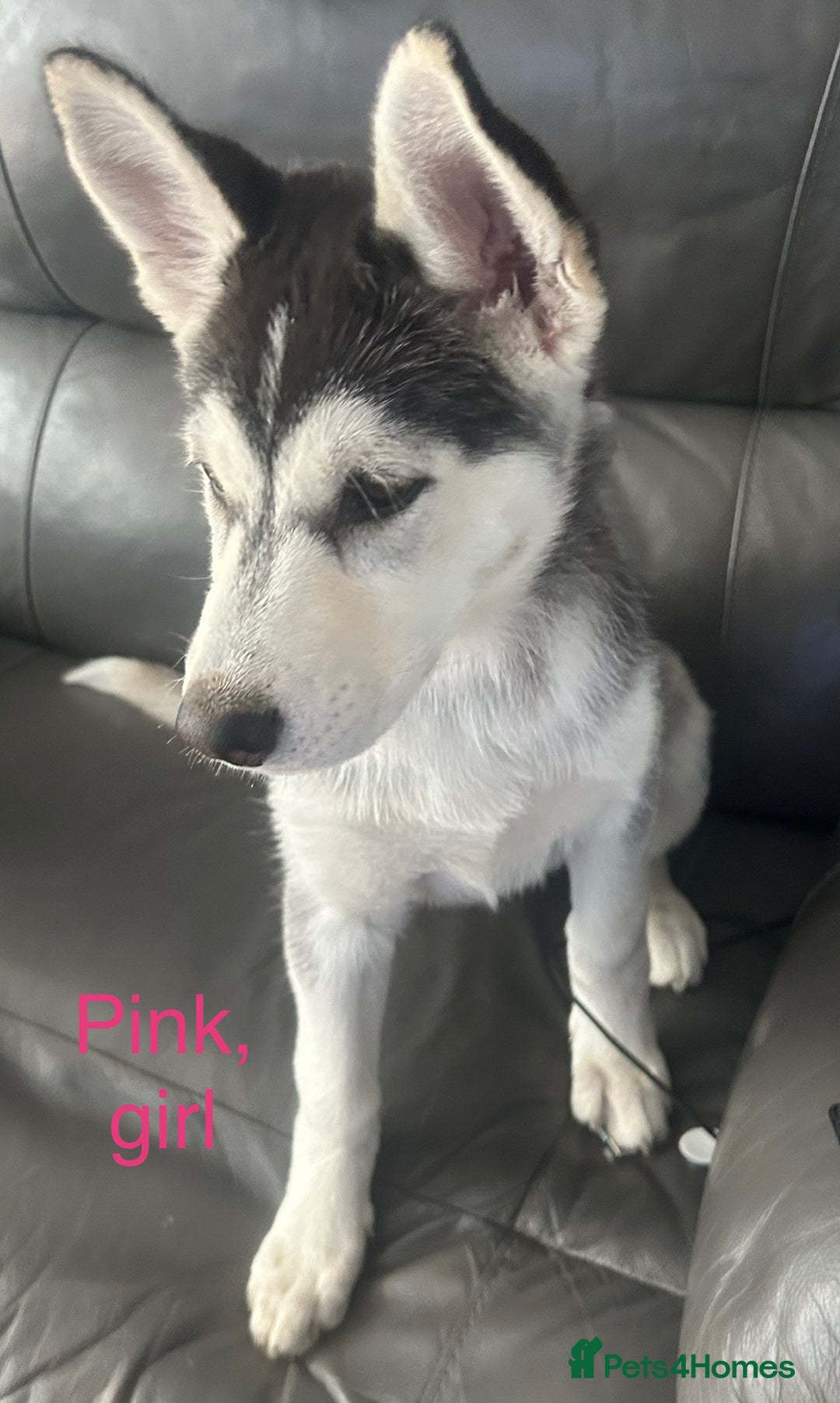 Siberian Husky dogs for sale: Husky pups 1 beautiful girl & 1 handsome boy left. - Image 9
