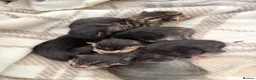 Mixed Breed cats for sale: Mixed litter of tabby cross kittens  in Bristol - Advert 1