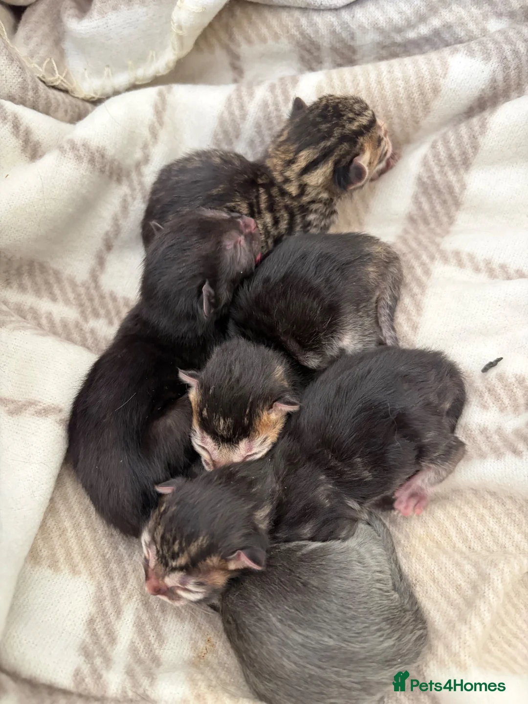 Mixed Breed cats for sale: Mixed litter of tabby cross kittens  in Bristol - Advert 1