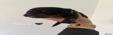 Rottweiler 4