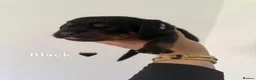 Rottweiler dogs for sale: Rottweiler puppies  - Advert 5