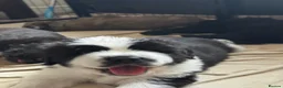 Mixed Breed dogs for sale: Very Rare Tibetan Saint Puppies 2nd Gen - Advert 1