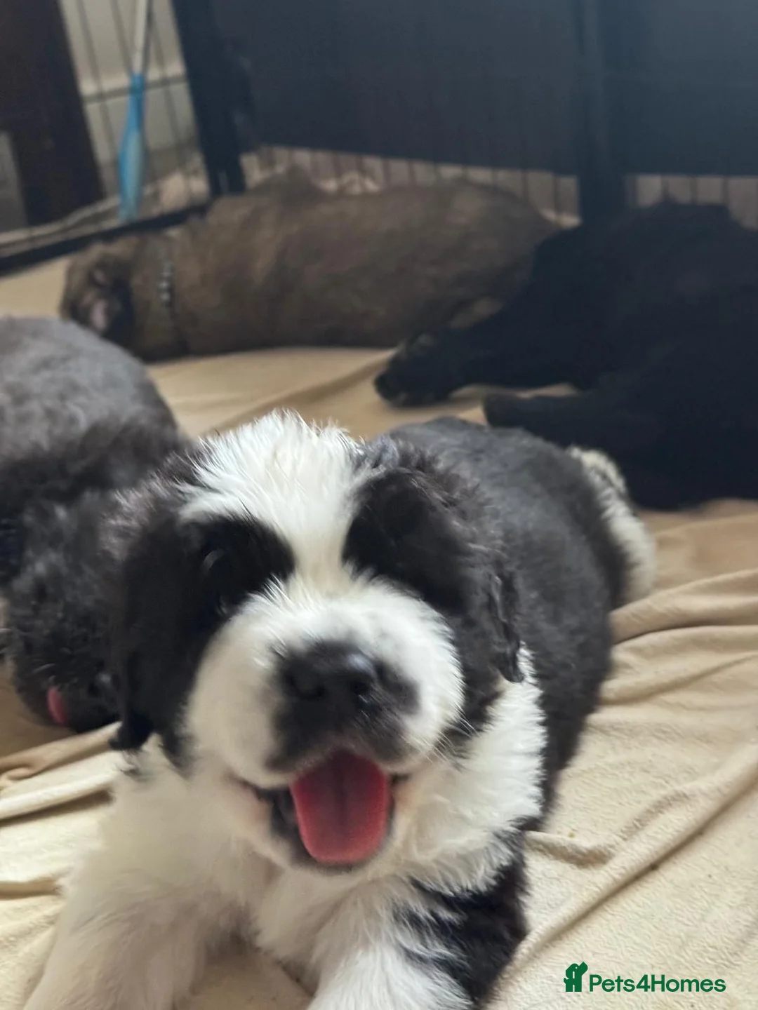 Mixed Breed dogs for sale: Very Rare Tibetan Saint Puppies 2nd Gen - Advert 1