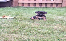 Mixed Breed dogs for sale: Norfolk x border terrier puppys - Image 3