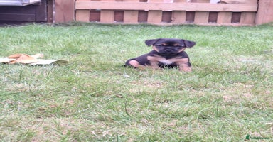 Mixed Breed dogs - Advert 6