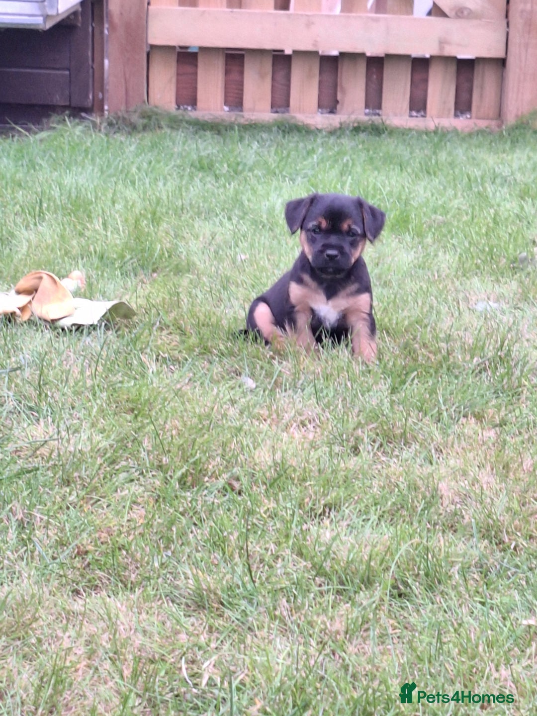Mixed Breed dogs for sale: Norfolk x border terrier puppys - Image 3