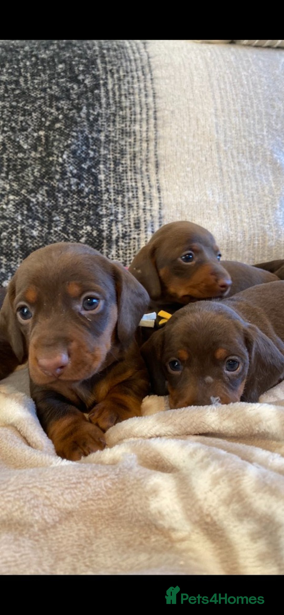 Miniature Dachshund dogs for sale: Miniature Dachshund Puppies Chocolate and Tan KC - Advert 24