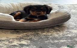 Cocker Spaniel dogs for sale: Black & tan cocker spaniel  - Image 4