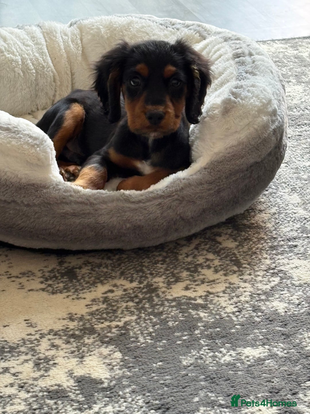 Cocker Spaniel dogs for sale: Black & tan cocker spaniel  - Image 4