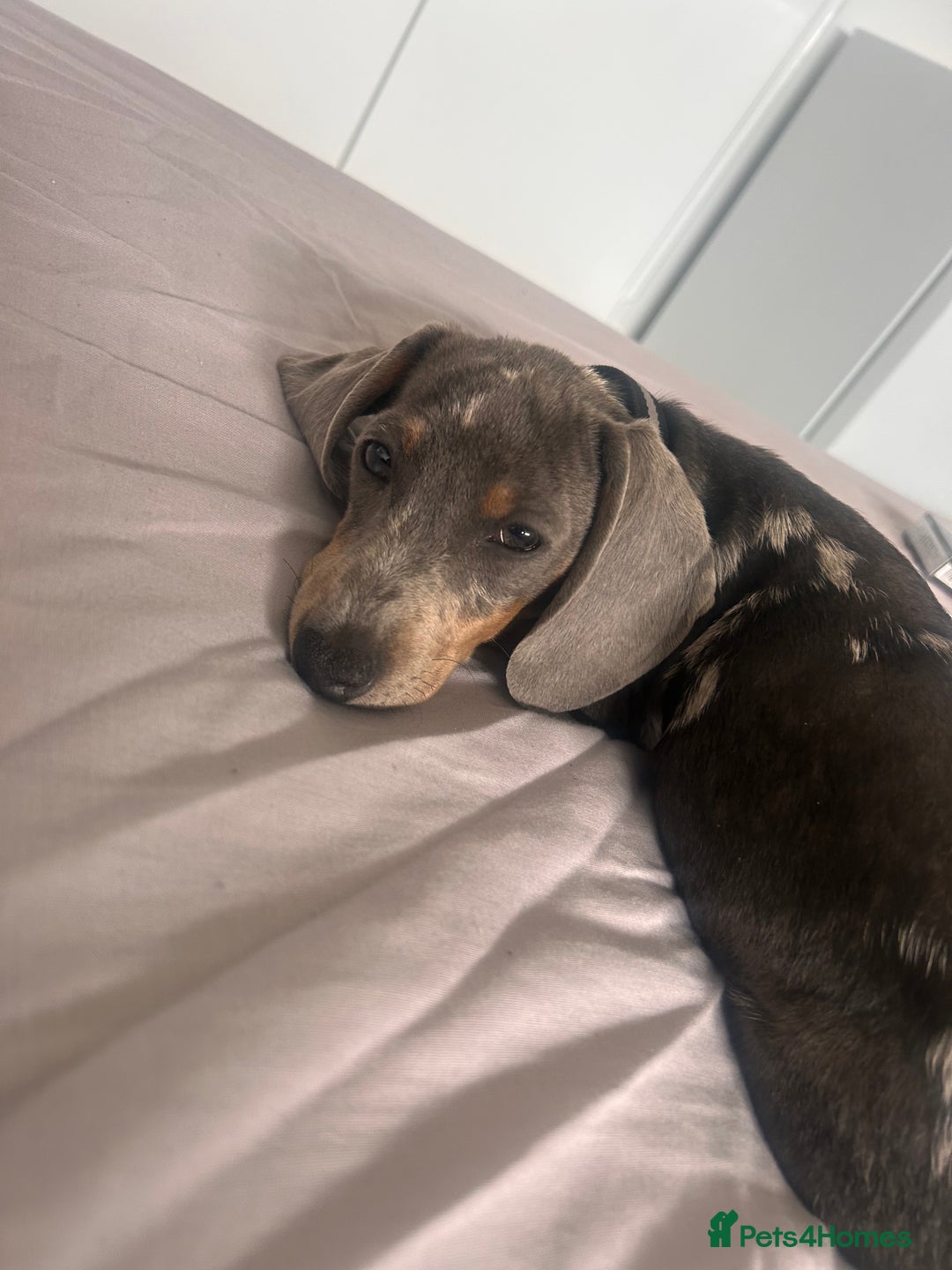 Dachshund dogs for sale: Rehome 4 month old puppy  - Image 6