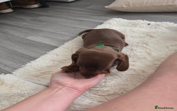 Miniature Dachshund dogs for sale: Miniature dachshund boy available  - Image 16