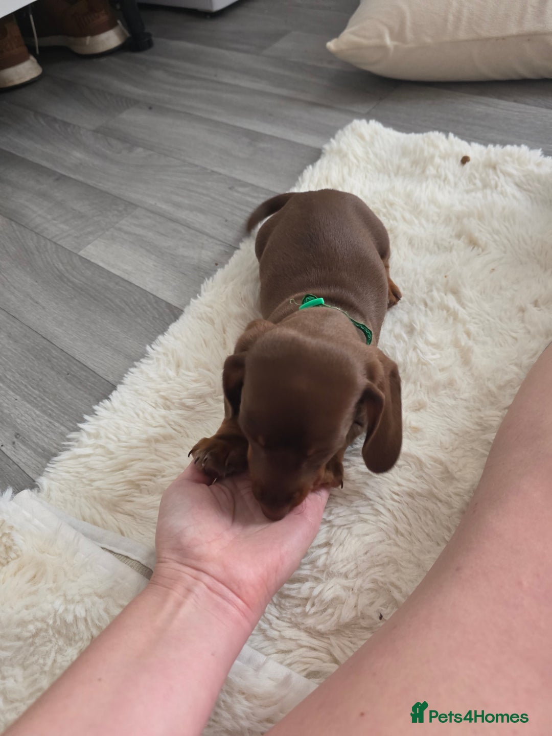 Miniature Dachshund dogs for sale: Miniature dachshund boy available  - Image 16