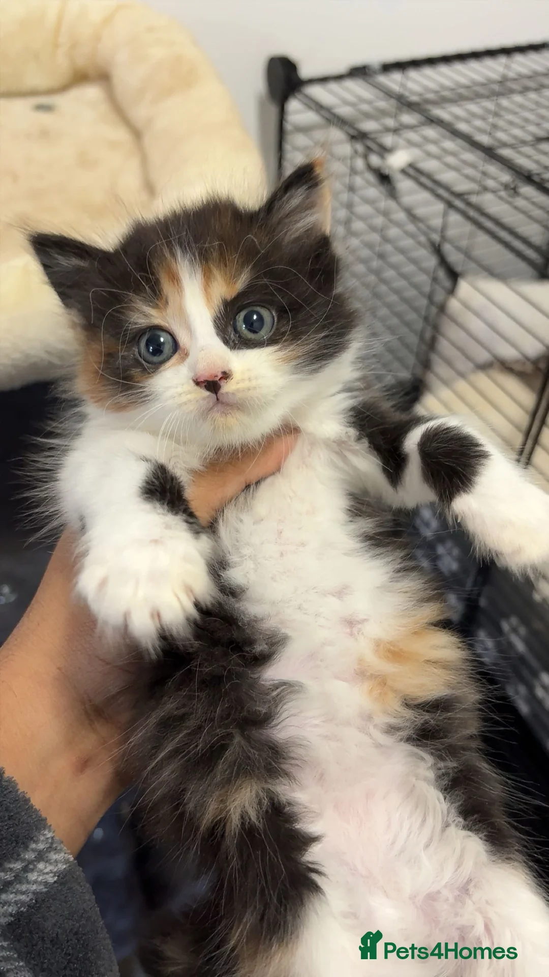 Mixed Breed cats for sale: x4 Mixed breed kittens - Ready to leave! - Advert 9