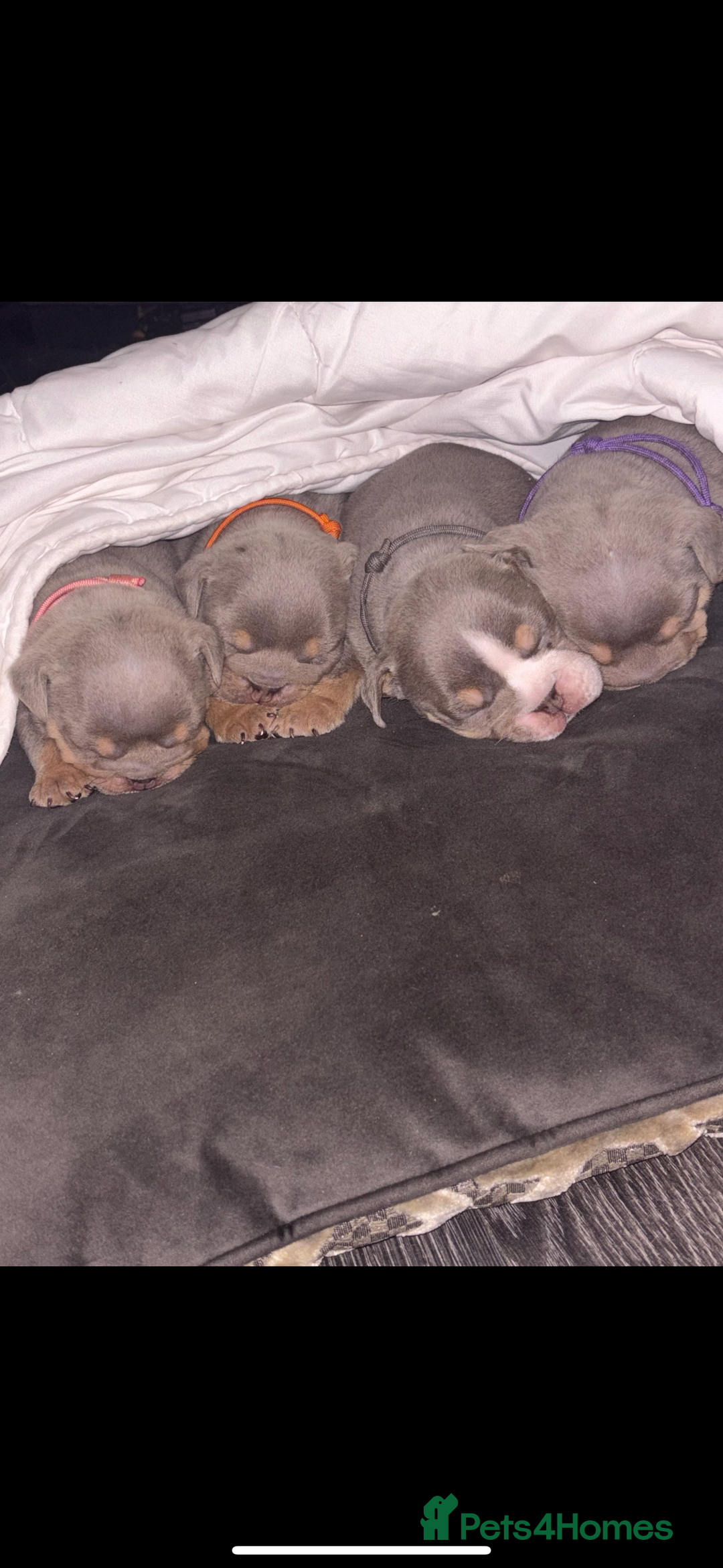 English Bulldog dogs for sale: 2 Lilac Tri english bulldogs - Advert 8