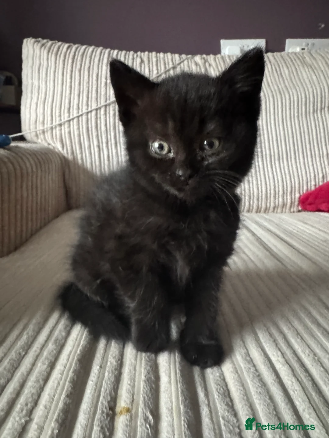 British Shorthair cats for sale: Purebred British Shorthair ONLY 1 LEFT! - Advert 2