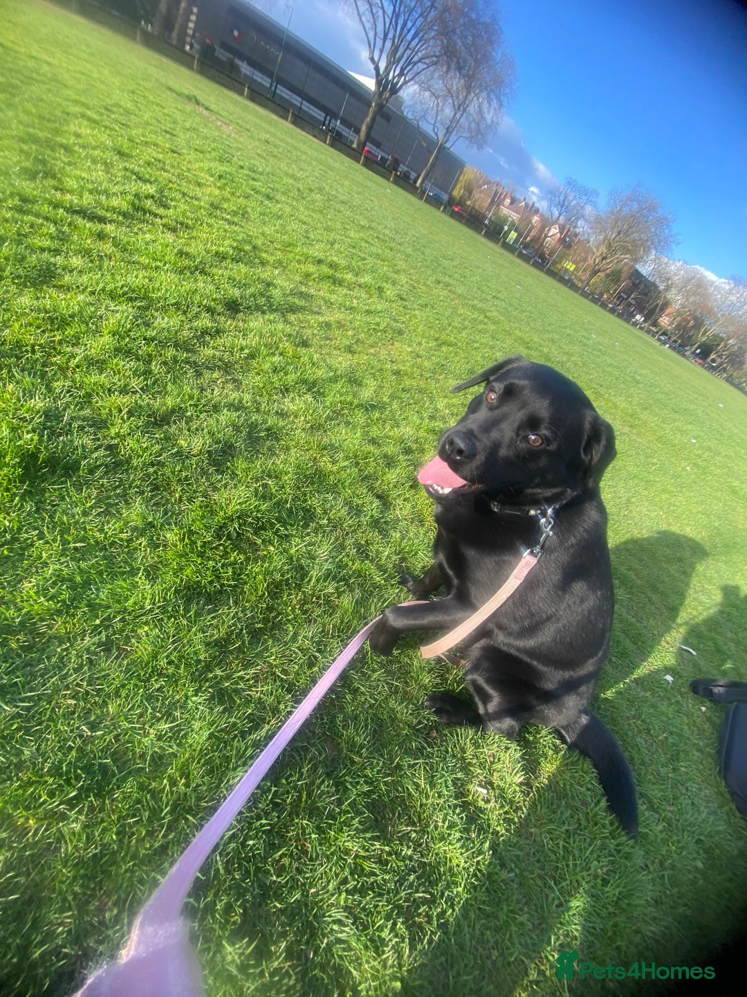 Labrador Retriever dogs for sale: 16 month old female Labrador retriever for sale - Image 4
