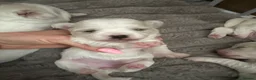Mixed Breed dogs for sale: Maltese mix Bichon Frise - Advert 5