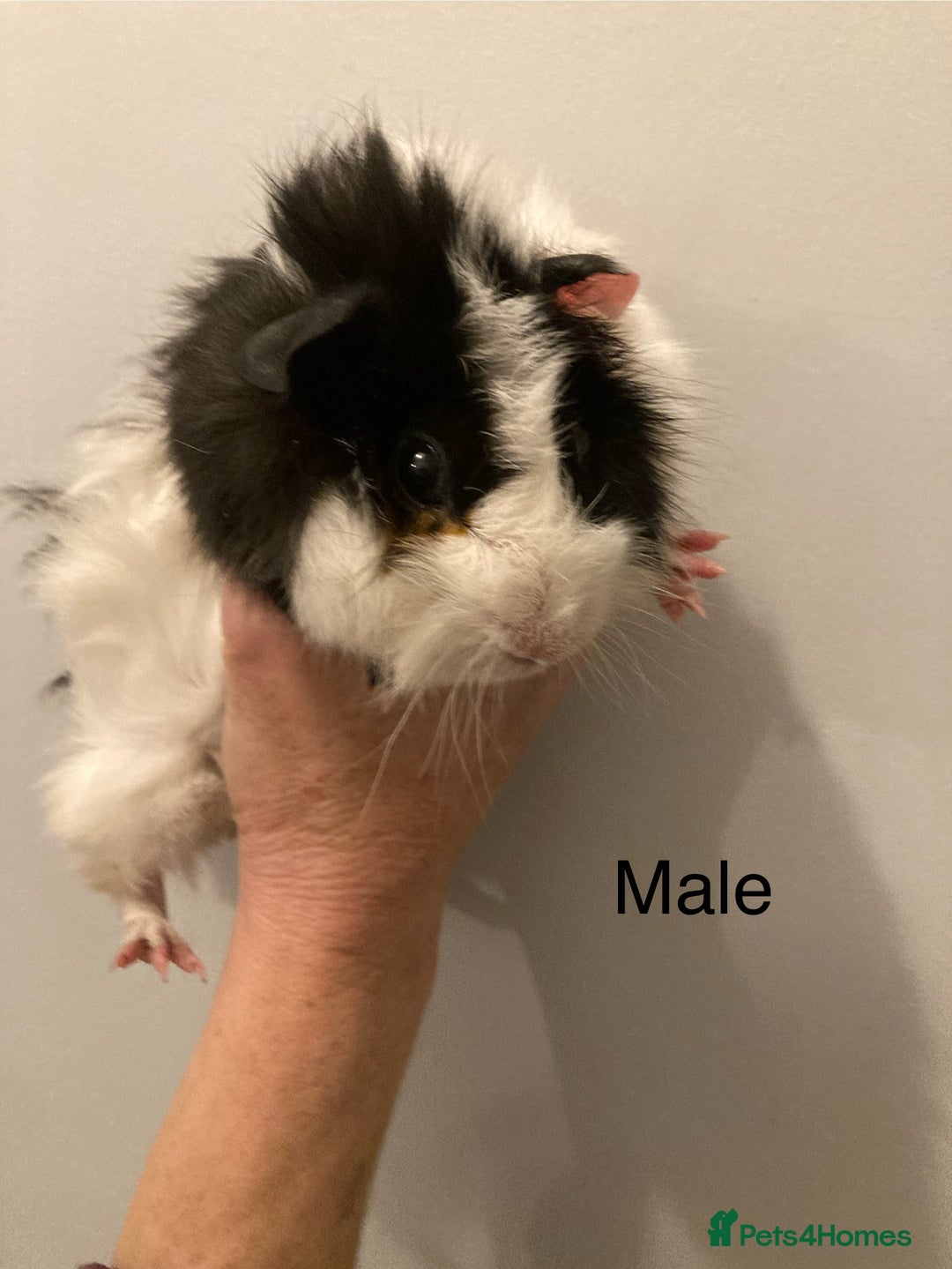 Guinea Pig rodents for sale: 5 Gorgeous Guinea Pigs for sale - Advert 13