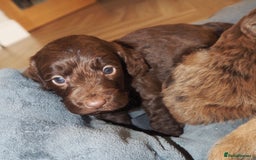 Cockapoo dogs for sale: Gorgeous cockerpoo  puppies for sale  - Image 8