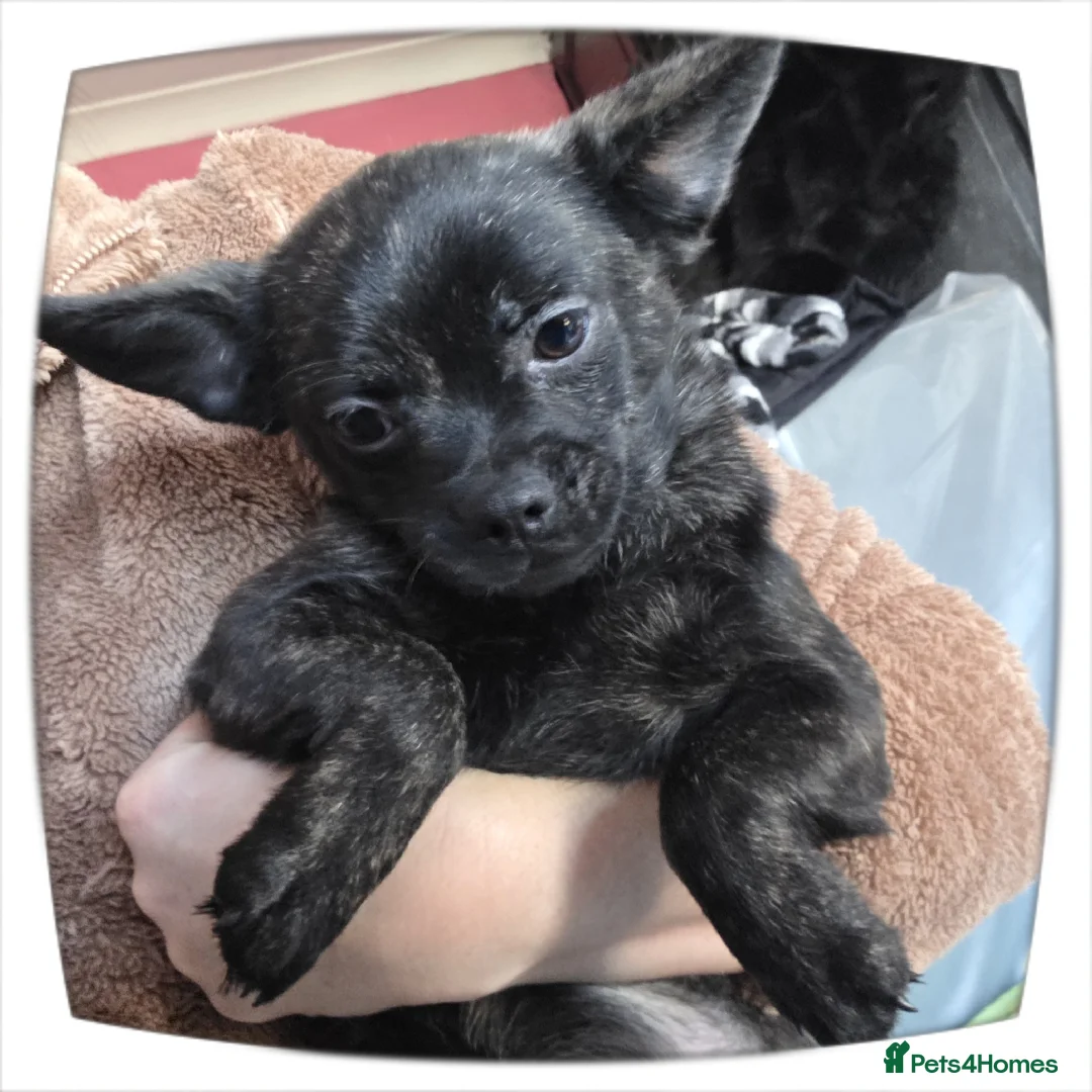 French Bulldog dogs for sale: ❤️⭐️ ONE Frenchie Pom GIRL LEFT ❤️⭐️ - Advert 9