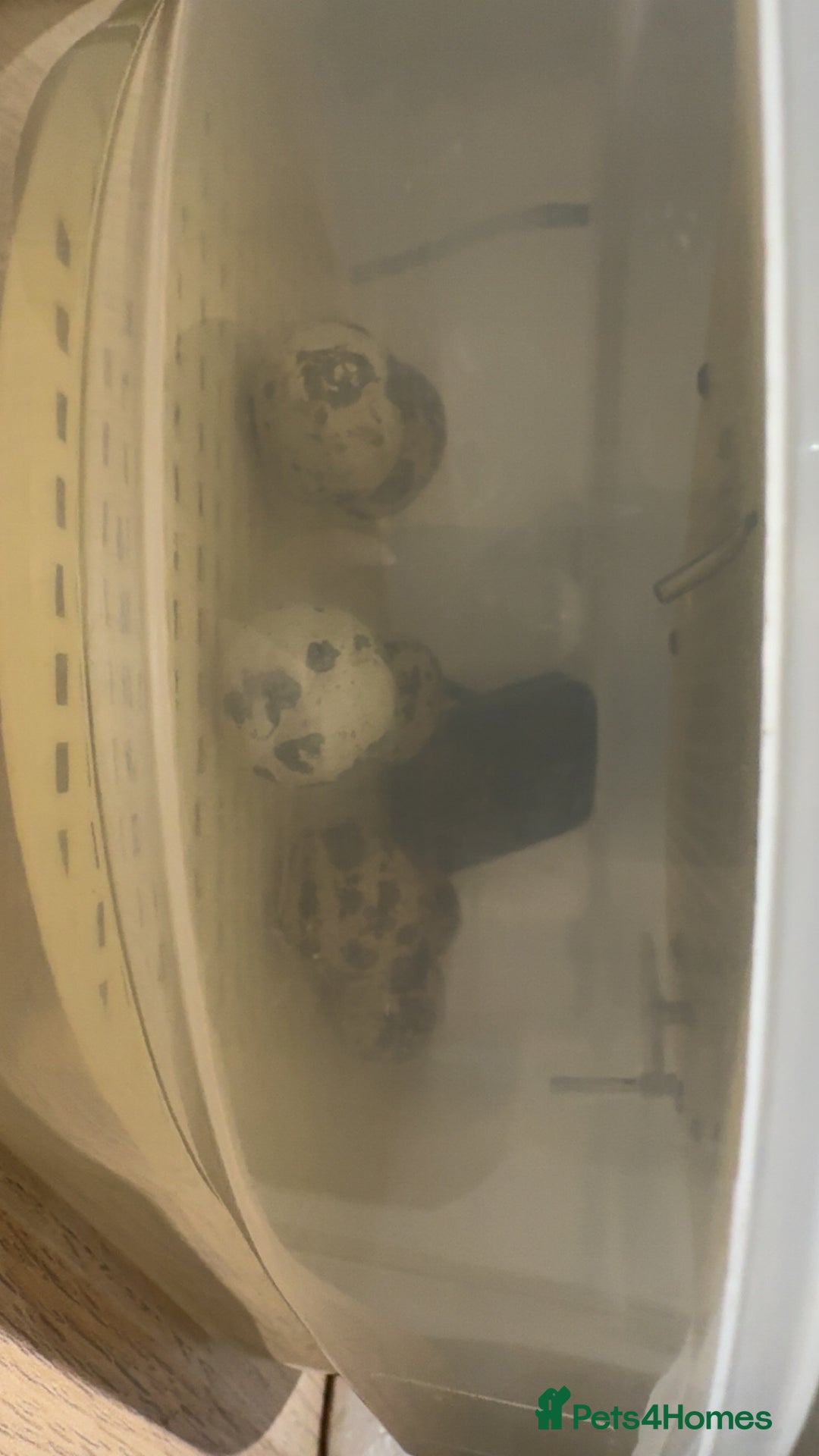 Quail poultry for sale: Newborn baby quails for sale soon - Advert 2