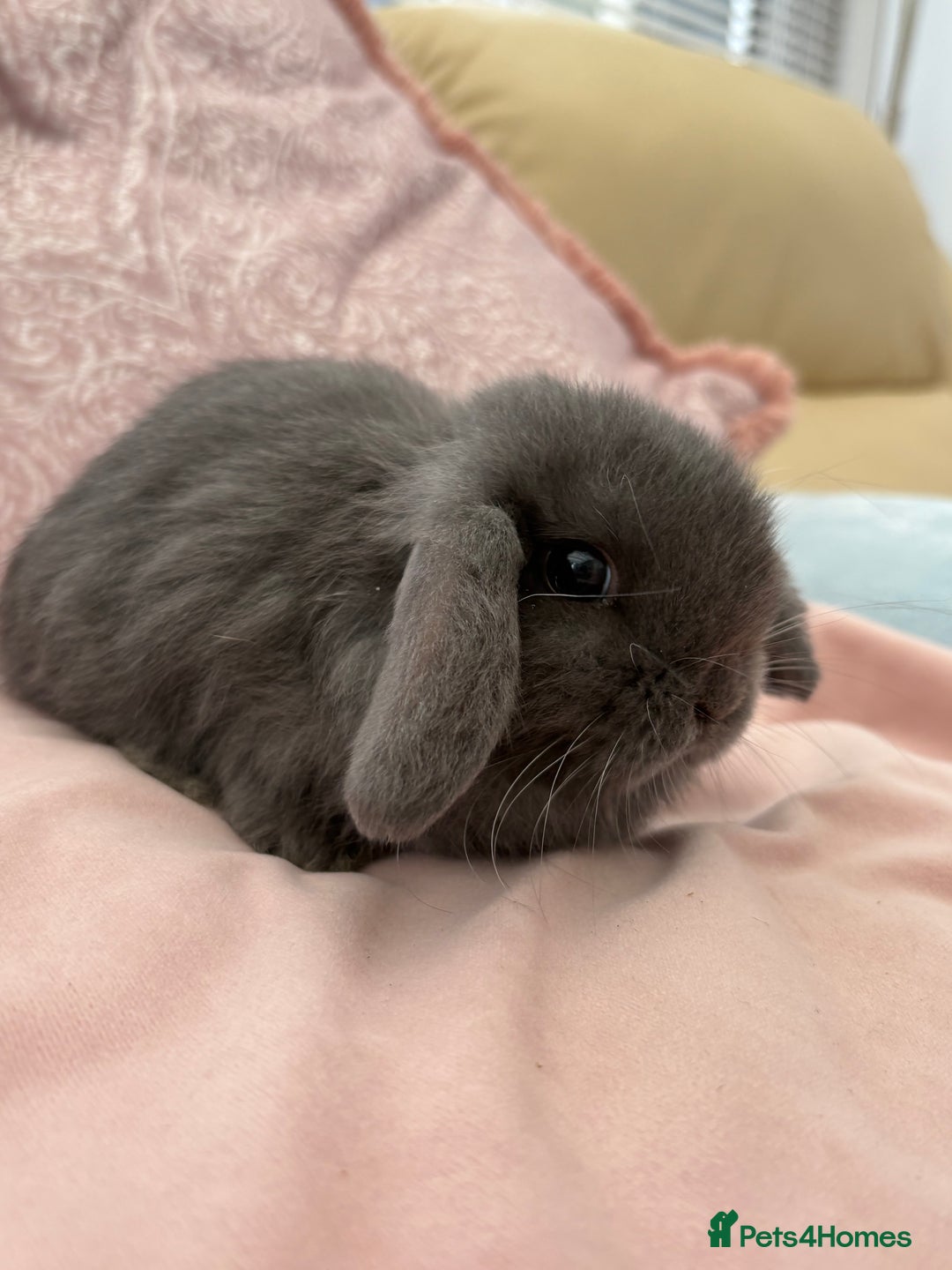 Mini Lop rabbits for sale: Beautiful mini lop bunnies  - Advert 5